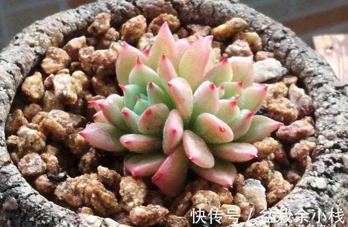 名字很酷的多肉ak玛利亚,颜色颇为小清新,养起来也是“乖宝宝”