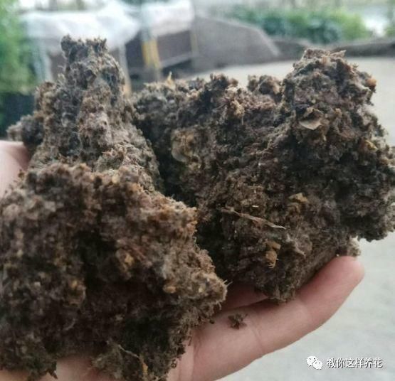 4种“壳”每家都有,丢盆里疏松透气,2年不用换盆,长得旺!