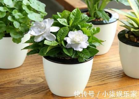 花盆|家里有这3种花,看到这几种“迹象”,别浇水了,先换盆才能养活