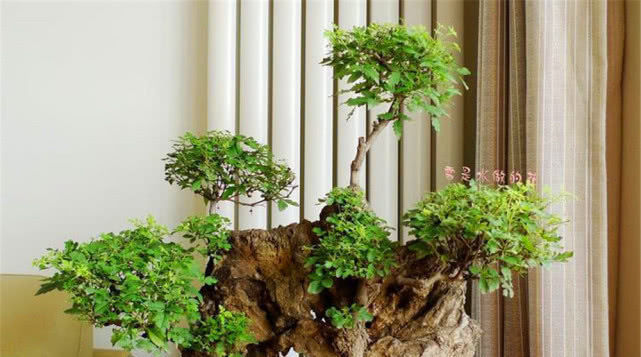 田埂|老农当柴烧的田埂“黄荆桩”,游客花50元买下,做成盆景真美