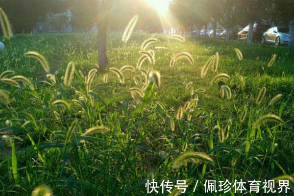 狗尾巴草|遭人嫌的狗尾巴草，泡水喝竟有4个神奇功效，男人女人都需要！