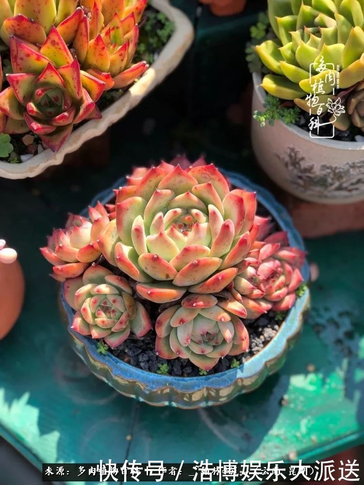 挂区|因为多肉，背井离乡来到开挂区，多肉变好看，小伙变大叔！