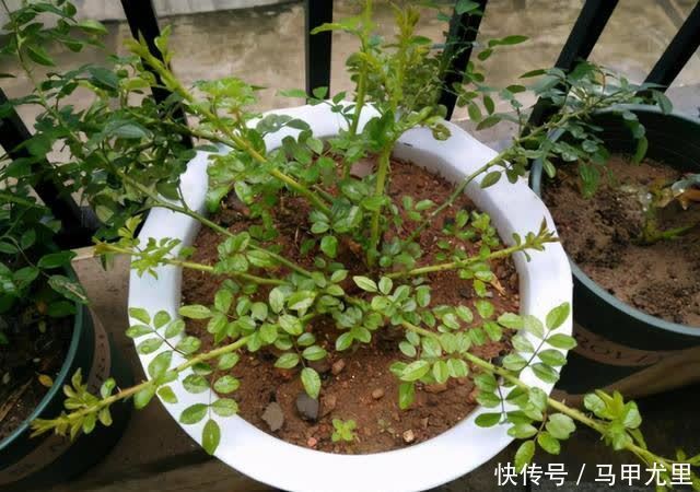 笋芽|月季压枝就能长笋芽?出笋芽是有技巧的,盲目压枝笋芽会很细弱