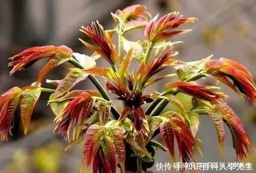 核桃树刚发芽,就被路人摘光,树主人无奈挂牌子警示