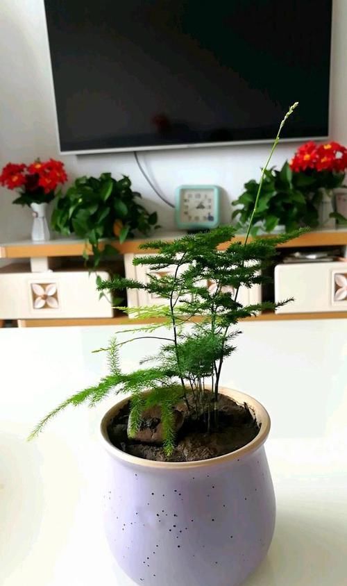  喝剩下|养文竹，给它喝这个水，叶片碧绿有层次，新芽嫩叶长不停！