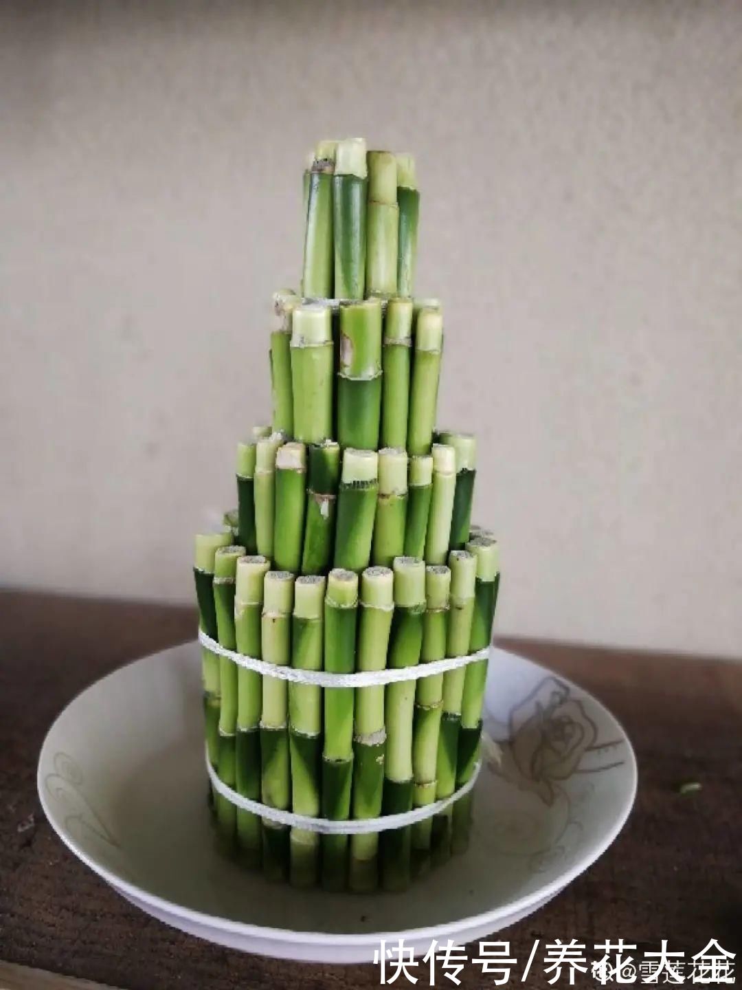 生根|6种花夏天扦插，枝条剁8段、撒土里，3岁小孩都能插活