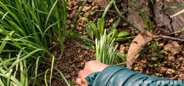 同一种野生植物,在美国是“灾星”,在我国是宝贝疙瘩,不够吃