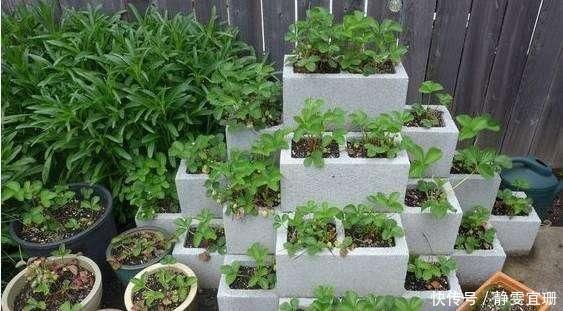 煤渣还能养花每个花盆埋入一小勺,养什么花都旺,老花农都知道