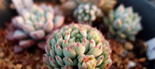 植株|这几种奶萌奶萌的治愈系小巧多肉,你家里有吗