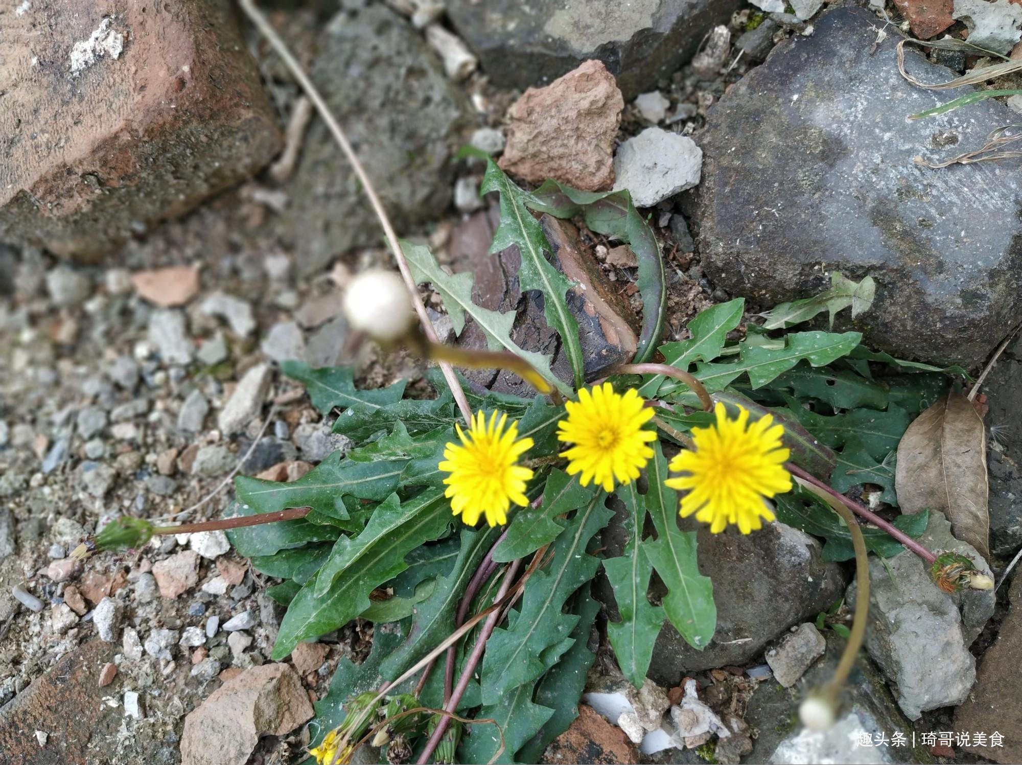 西葫芦|4月宁可不吃肉，也要吃这“4菜2果1豆”，应季而食身体倍儿棒