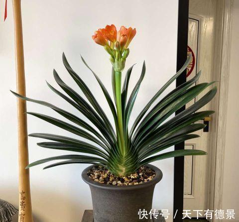 花开富贵|老花农用鸡蛋养君子兰,一年开两次花,叶子更是碧绿闪光