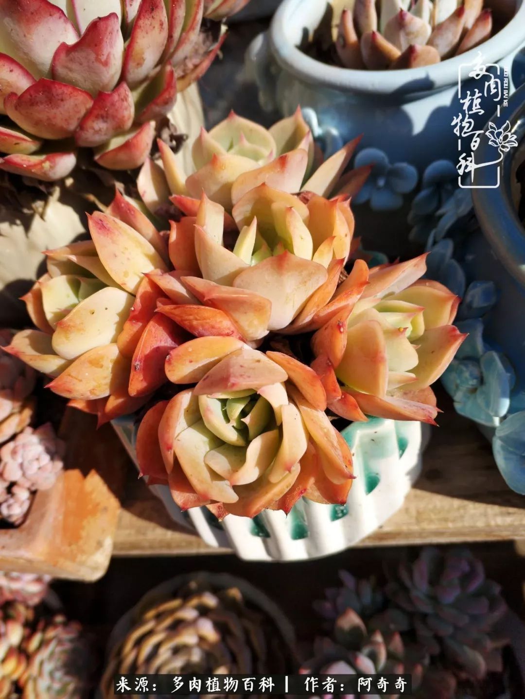 静心养多肉，只是为了在成人的世界里随波不逐流！