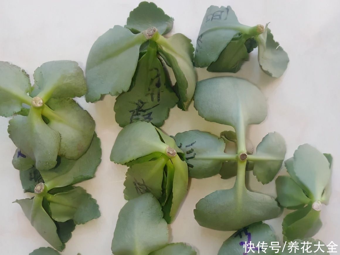 7种“落地生根”花，春天多插几棵，成活率特别高