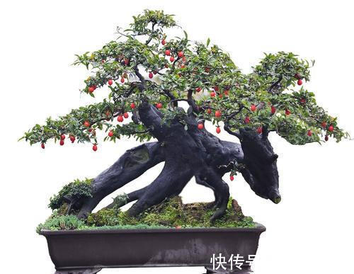 此花再贵,家里也要养1盆,越养越值钱,价值珍贵还旺宅!