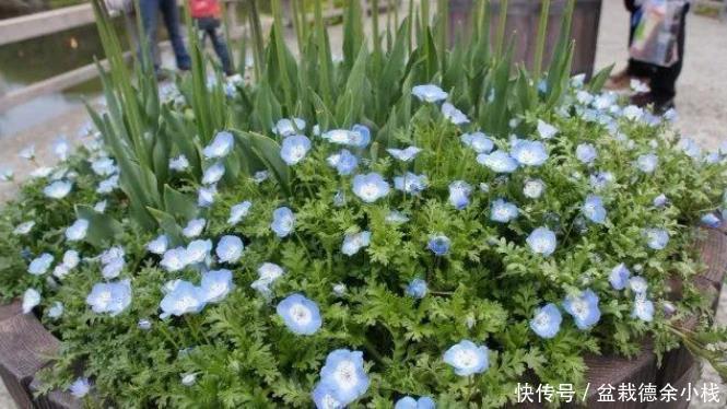 就算|很少花友会知道的5种观赏花卉,认识一种就算老园丁了