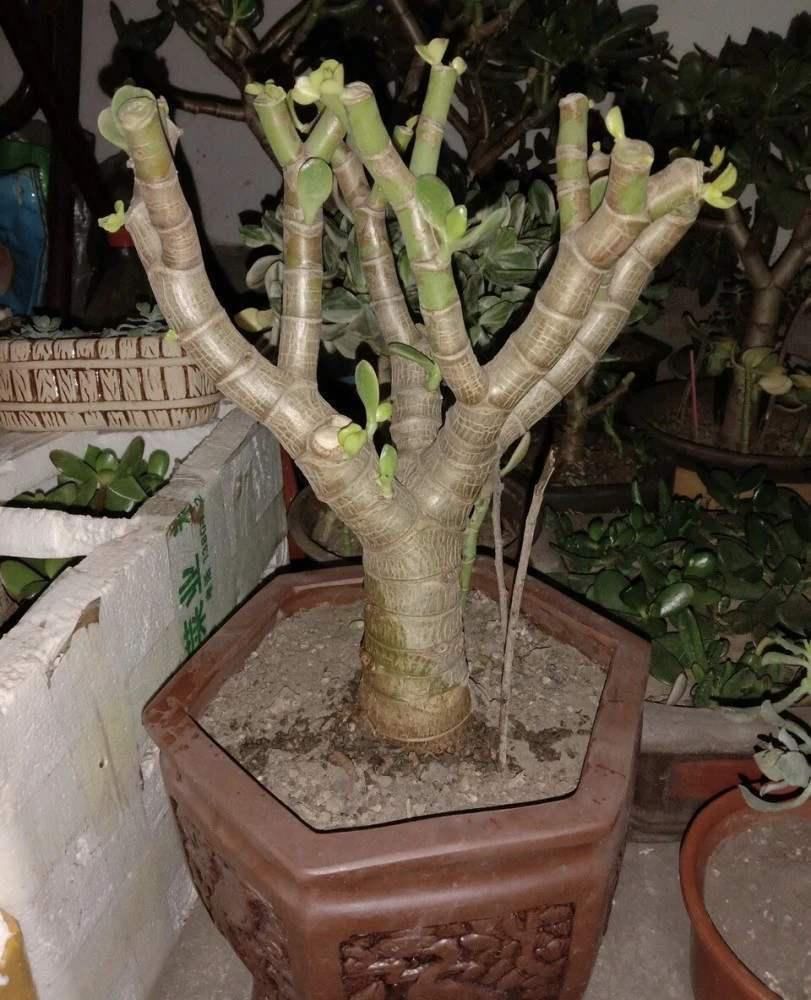 养金枝玉叶必须会修剪,掌握具体修剪方法,养出高价值盆景