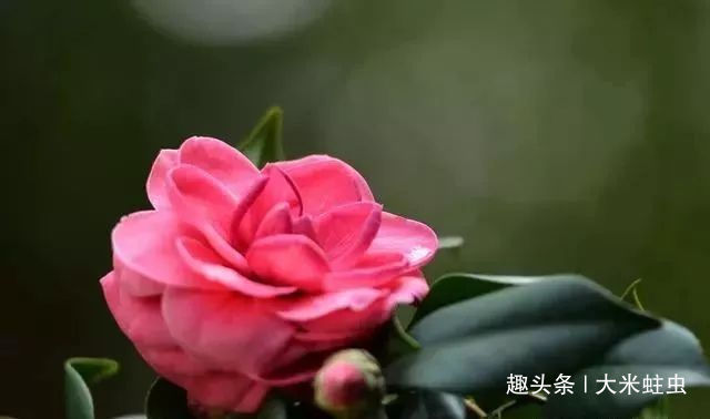 茶花浇水不当，花苞哗哗掉，教你一个小技巧，浇水不用愁