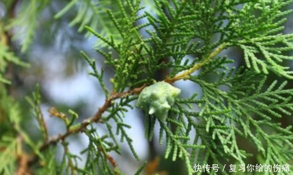 侧柏|白发的朋友注意，用它的树叶煮水洗头，头发乌黑光亮再也不用染了