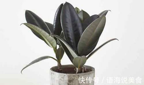 绿萝|4种花是花中“酒鬼”,每月喝两杯,根壮叶肥厚,还能多开花