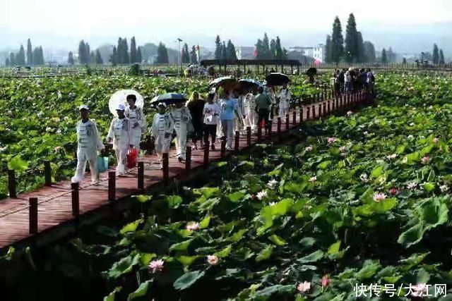 荷韵|2021年莲花县第十届莲文化旅游节开幕