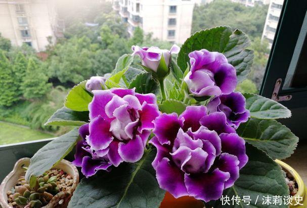 阳台|4种花堪称是开花机器,养在阳台极美了,轻松开成小花园