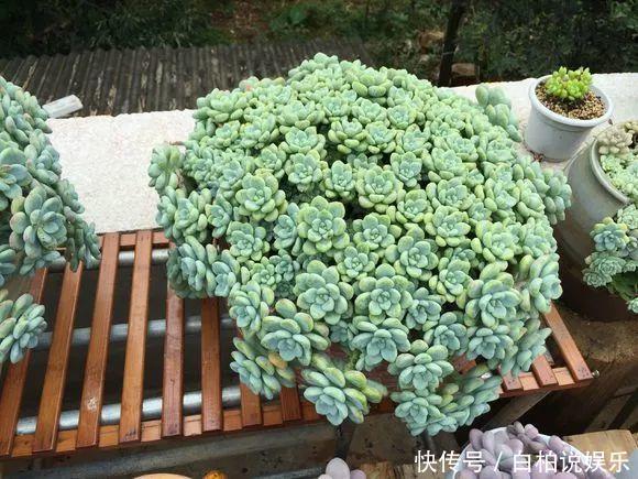 女婿在楼顶养多肉,村里人都跑来参观,丈母娘高兴坏了!