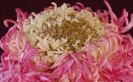 喜欢菊花,不如养盆“菊中珍品”紫燕新妆,似燕舞飘垂,绚丽典雅