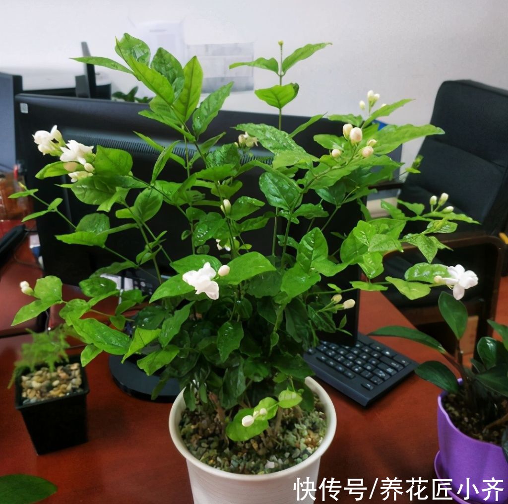 传输|茉莉花不开花的原因，不单单是缺肥，还有另外两点很关键