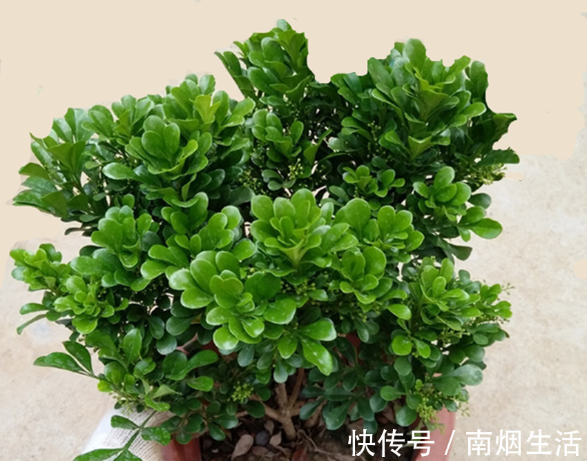 发芽|养花浇水用上两样东西,让花卉迅速生根、发芽、开花又爆盆