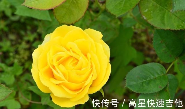 属兔|桃花逆袭，命定姻缘，爱情甜蜜，两心相依，余生相依相偎