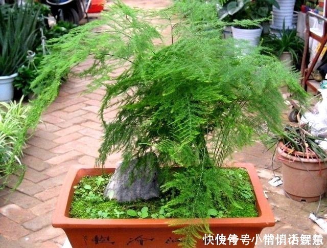 养文竹|养文竹，记得在土壤里埋点它，顺便浇碗汤，蹭蹭不停长，绿的反光！