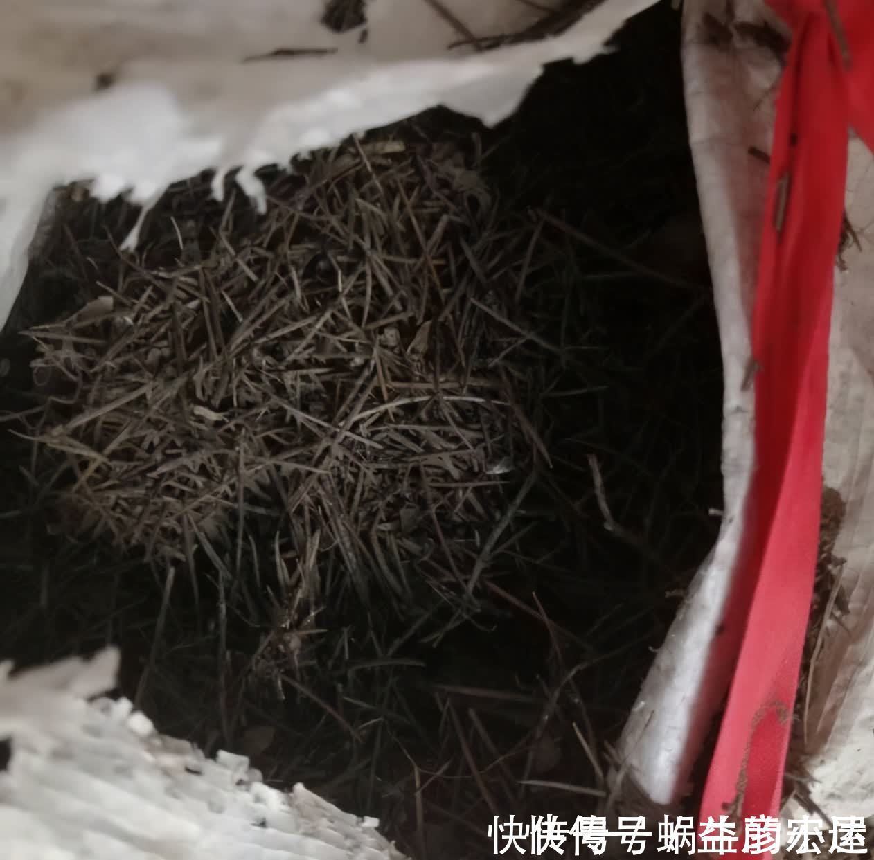 旺盛|松针怎么养花？有3种方法，盆土更肥沃了，花草旺盛