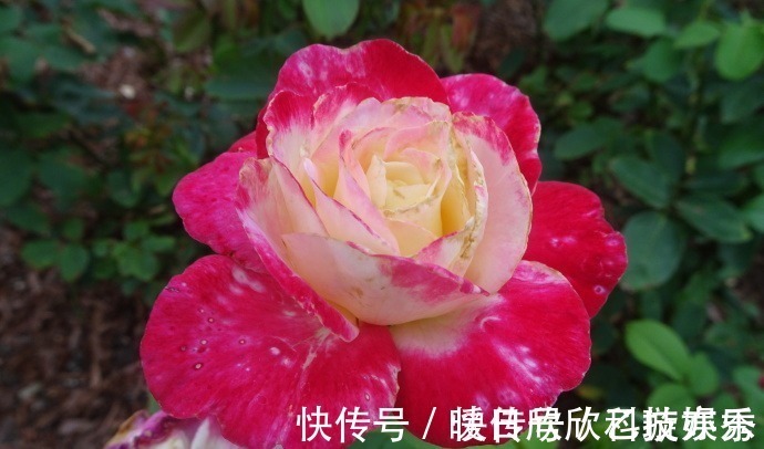 喜欢菊花,不如养盆“玫瑰珍品”大红喜玫瑰,花姿红艳,艳丽动人
