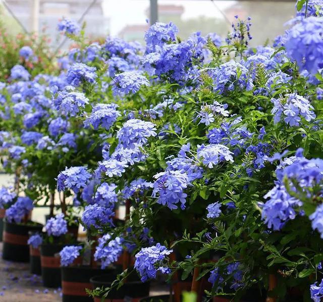 硫酸亚铁|40年老花友的养花浇水秘方,今天分享给大家