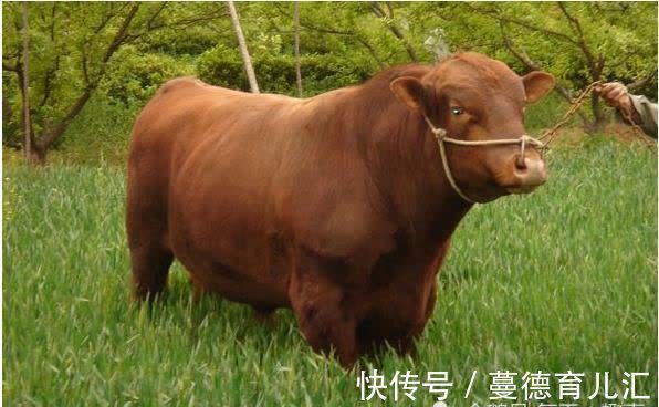 生肖|再熬3天，生肖牛这辈子最大的贵人就会出现，到时定能牛气冲天！