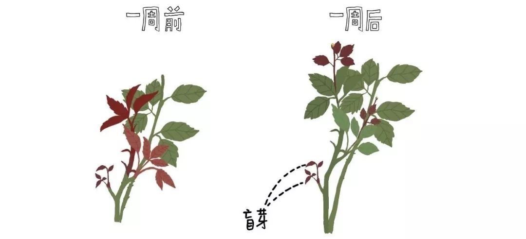 期待五月的月季花墙！如何让你的月季开到爆炸~