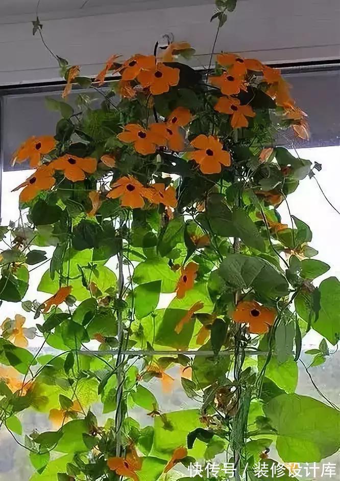 5种“漂亮花”，被名字耽误了一生，花开艳丽，却怕它“不吉利”