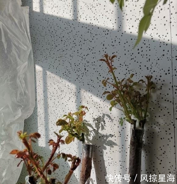 月季嫁接,用哪种砧木最好?嫁接要注意什么?这些技巧要了解