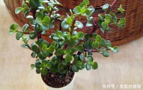 养金枝玉叶,一个小方法,一片叶子都不掉,长得枝繁叶茂又漂亮