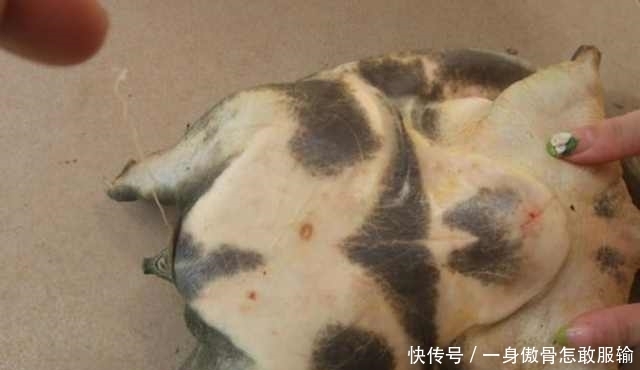 农村小伙“懒方法”钓鱼，一晚收获这7只巨物