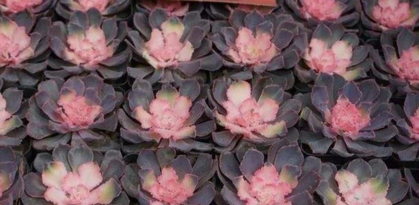 现在买年宵花有讲究,5种花再喜欢也别买,都是商家的智商税