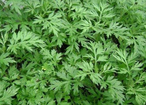 野草|田间没人要的野草,却是腰间盘突出的“救命草”,不妨一起了解下