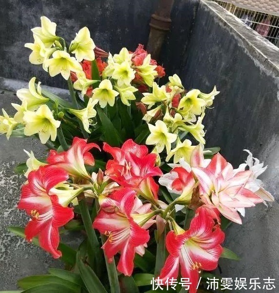 种球|朱顶红“烂了”是好事！切2刀养一个月，变成50株小苗