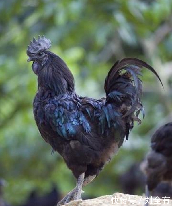 黑色系#除了墨翠,还有一种黑色系翡翠你见过吗?