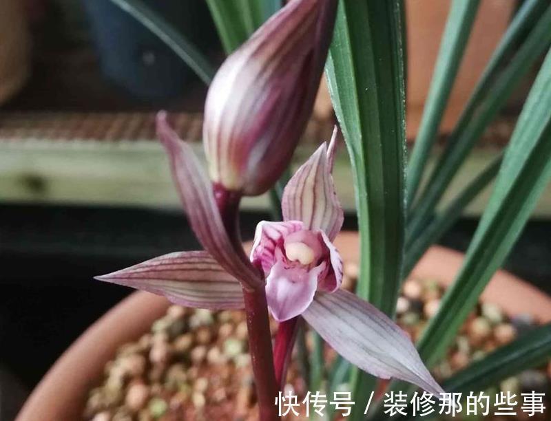 春剑红素之王:都江红素|春剑红素之王:都江红素,盆栽顾及到这些,品相完美,百看不厌