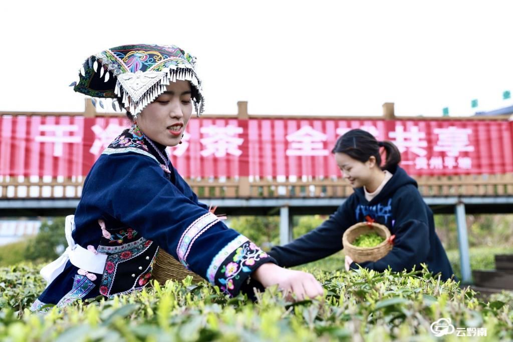 平塘：空山新雨 醉人茶香