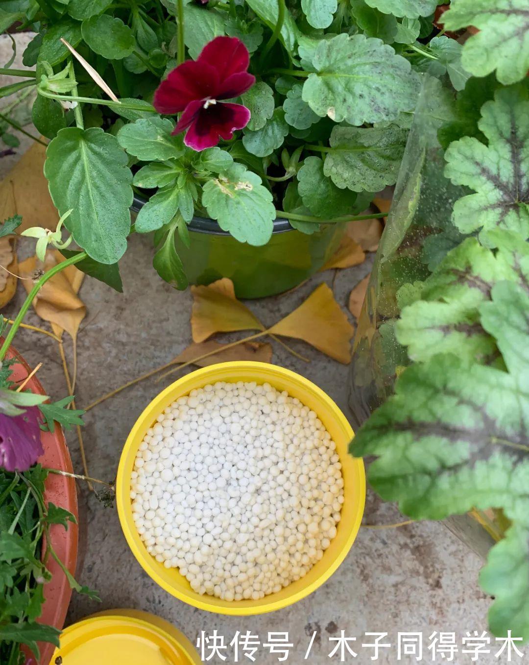 发财树这样养,不烂根,不黄叶,蹭蹭长新芽