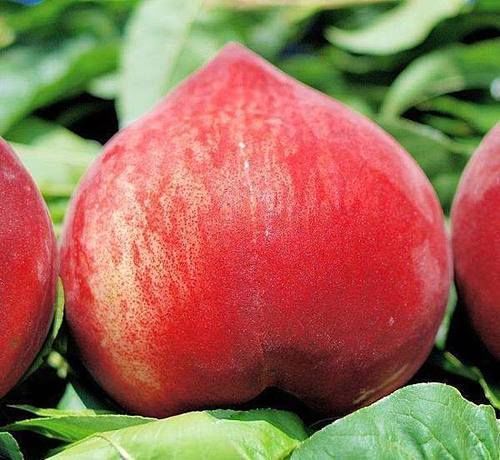 强身健体|人到中年,要学会吃3种食物,美容养颜,滋润肌肤