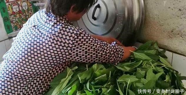 宝贝|这种菜,很多人都只吃种子,其实叶子才是宝贝,很多人想买买不到