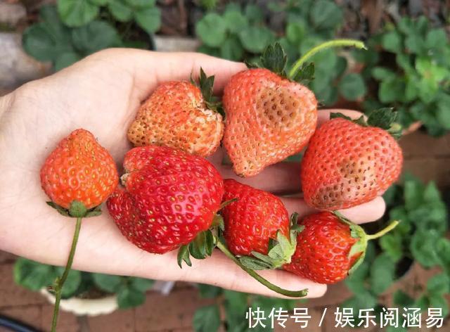 夏天|10种不能淋雨的花，淋完雨就死，盆栽养花注意事项